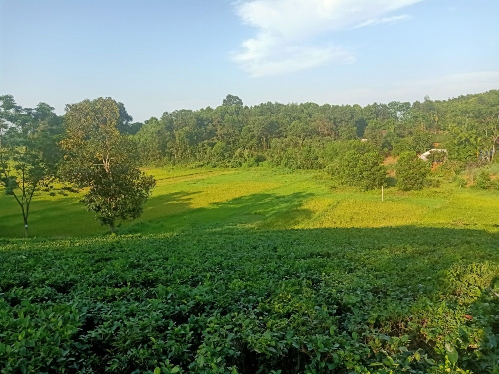 Chính chủ cần bán 20 sào đất view cực đẹp tại Huyện Ba Vì _ TP Hà Nội .