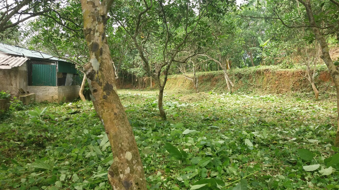 Chính chủ bán đất thổ cư trồng cây ăn quả lâu năm khu vực Đoan Hùng - Phú Thọ.