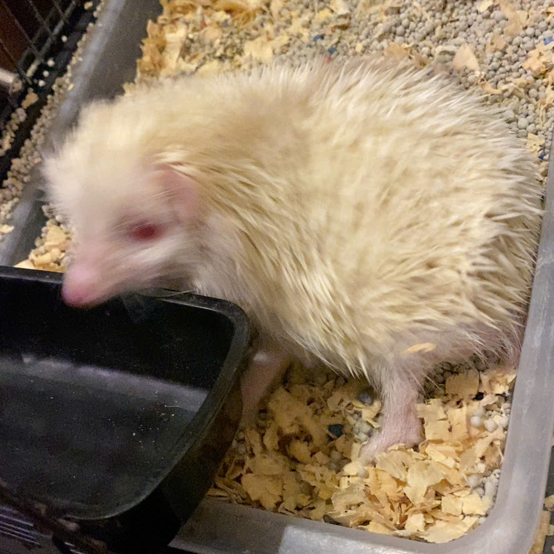 Căn hộ cao cấp mặt biển Đà Nẵng – Soleil Ánh Dương – Tầm nhìn biển trực diện, giá trị đầu tư đẳng cấp